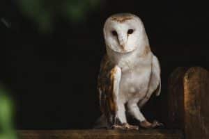 What keeps you up at night - Owl